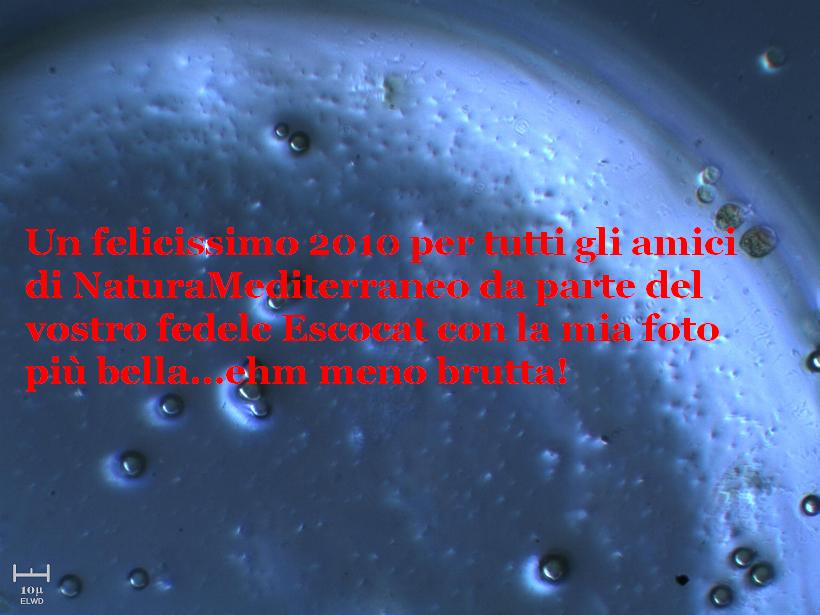 Felice anno nuovo